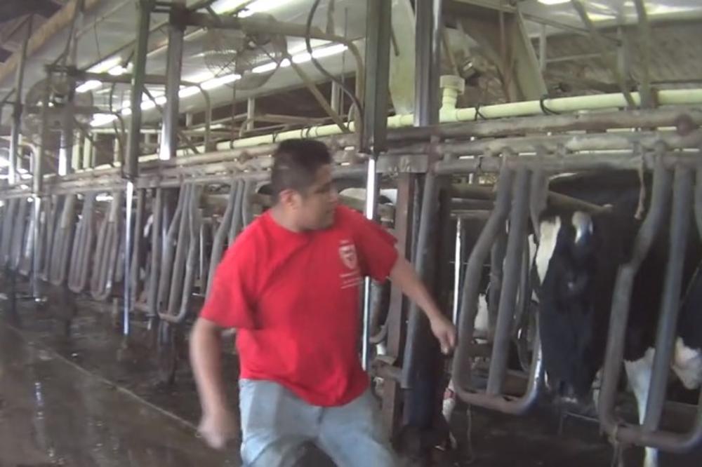 (UZNEMIRUJUĆI VIDEO) SCENE KOJE ĆE VAS ZGROZITI: Šutirali krave na farmi i probadali ih metalnim šipkama