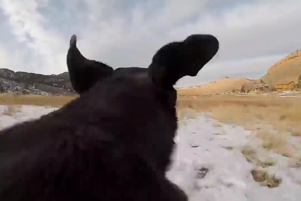 (VIDEO) Ovo je zaista NEVEROVATNO! Evo kako izgleda svet gledan očima psa?!