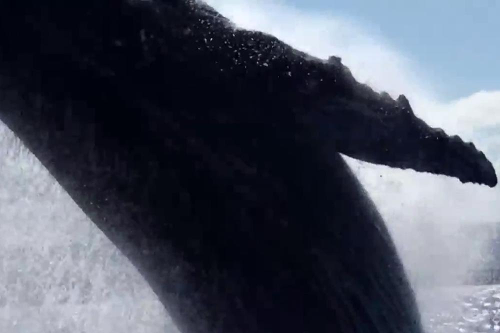 (KURIR TV) Bili su razočarani što nisu videli kitove, sledećeg momenta morski džin im je zaklonio sunce!