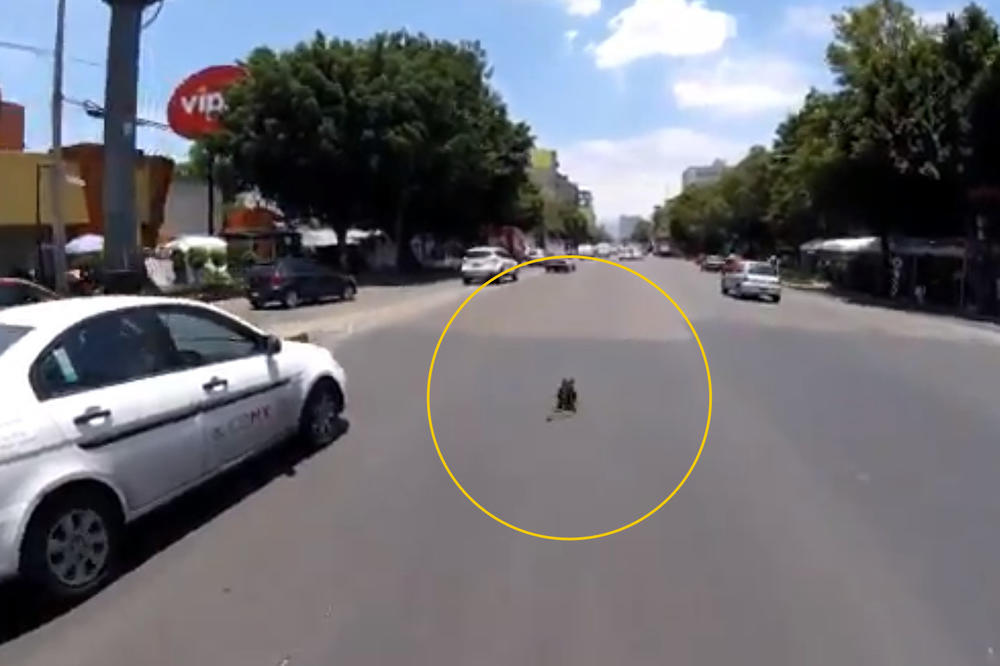 (VIDEO) Pas izleteo na najprometniju ulicu, jedino biciklista ogromnog srca ga nije otpisao!