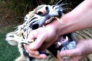 (VIDEO) I ZVERKE IDU KOD ZUBARA: Pogledajte kako je tigar reagovao na vađenje zuba