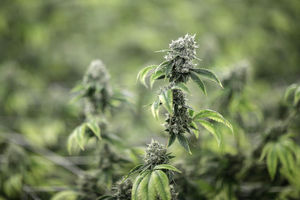 NEKAD JE TU BILO UZORNO POLJOPRIVREDNO DOBRO: Sada je otkrivena uzgajivačnica marihuane
