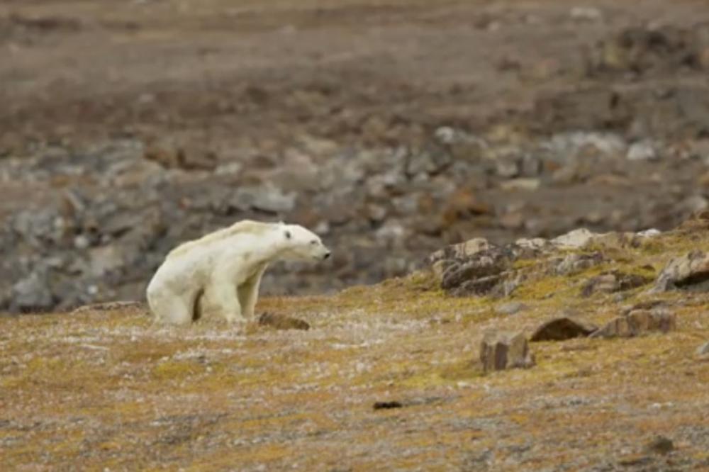 NAUČNICI UPOZORAVAJU: Polarni medvedi će izumreti za 30 godina, a razlog je pretužan!
