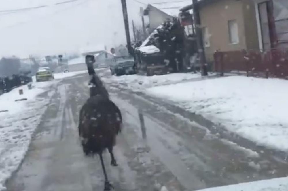 (VIDEO) KAO U CRTAĆU: Ptica trkačica prozujala ulicama i iznenadila sve prolaznike!