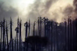 (FOTO, VIDEO) UMESTO SNEGA PADA PEPEO: Požari nezaustavljivi, ljudi se u Kaliforniji guše od dima!