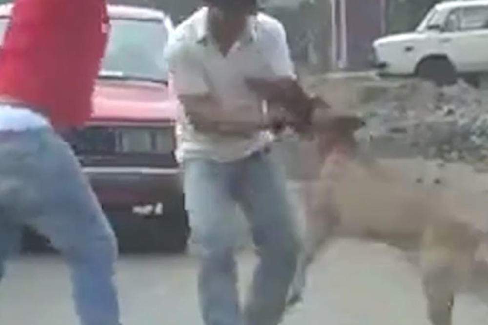 (VIDEO) ZASTRAŠUJUĆE! Ovako izgleda kada pit bul napadne čoveka !!!