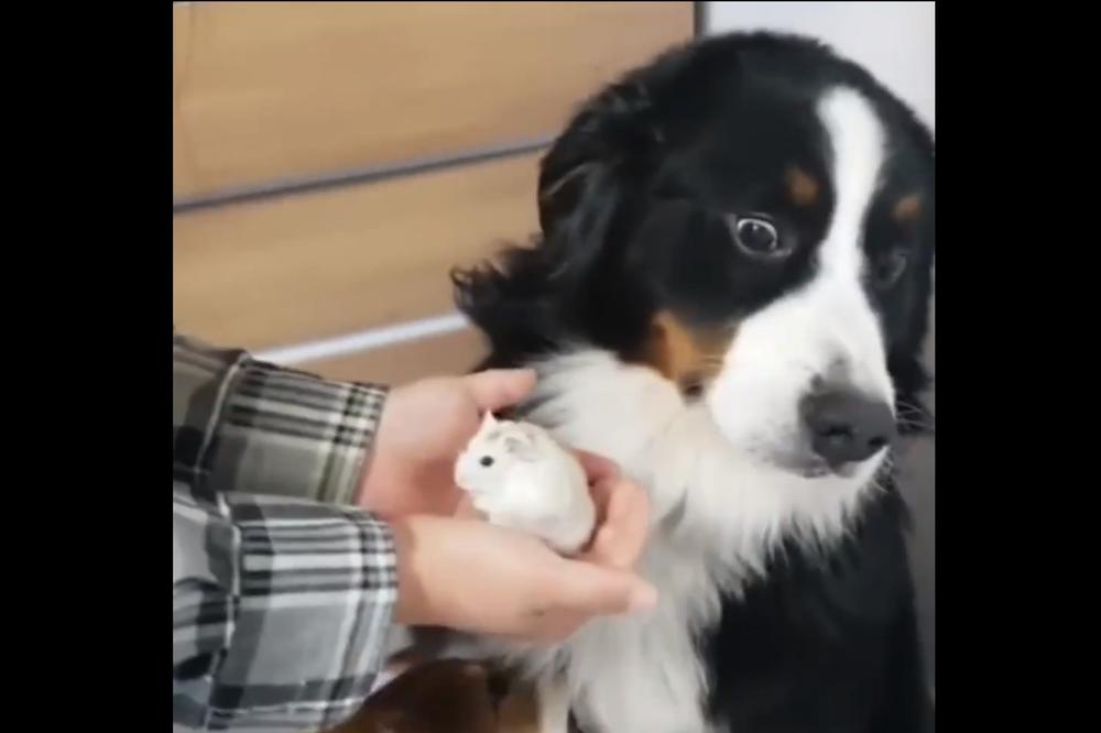 (VIDEO) SKLONI MI TOG ŠTAKORA! Reakcija ovog psa na hrčka je smehotresna!
