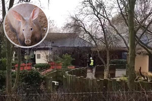 (VIDEO) TUŽNE VESTI IZ LONDONA: Stradao mravojed Miša! Vatra buknula u najstarijem zoo vrtu na svetu