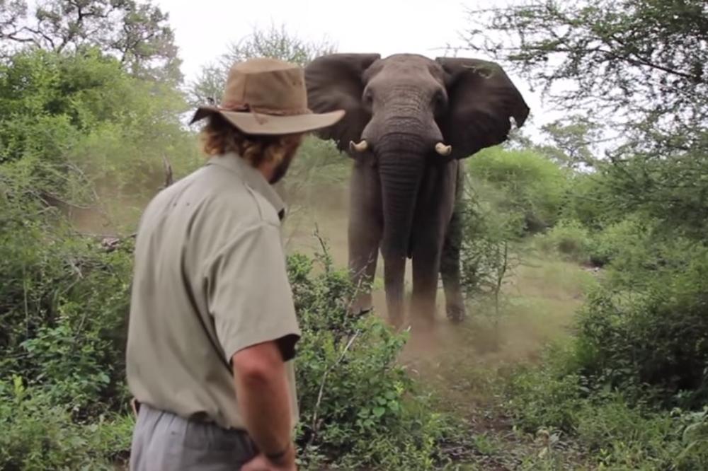 (VIDEO) OKRŠAJ ČOVEKA I SLONA: Ogromna životinja izjurila iz grmlja, pogledajte neverovatnu reakciju vodiča!