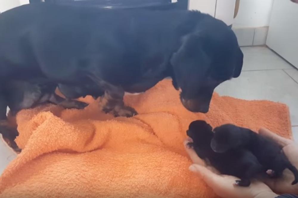 (VIDEO) SLUČAJ KOJI JE ŠOKIRAO VUKOVAR: Bačeni štenci vraćeni majci, ali priča ipak nema srećan kraj