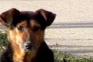 NJEGOV GAZDA JE MORAO DA GA OSTAVI PRE GODINU DANA: Ovaj pas još uvek čeka svog vlasnika, iako ga više nikada neće videti