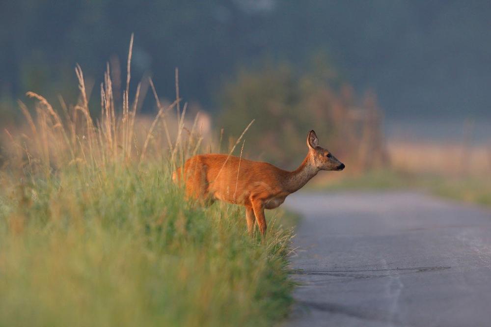 (VIDEO) BAMBI SE POJAVIO SA PRIJATELJIMA: Srne iznenadile vozače na putu kod Virovitice