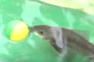 (VIDEO) NEĆETE VEROVATI SVOJIM OČIMA: Som kao Mesi! Ova riba ne promašuje gol! Pogledajte