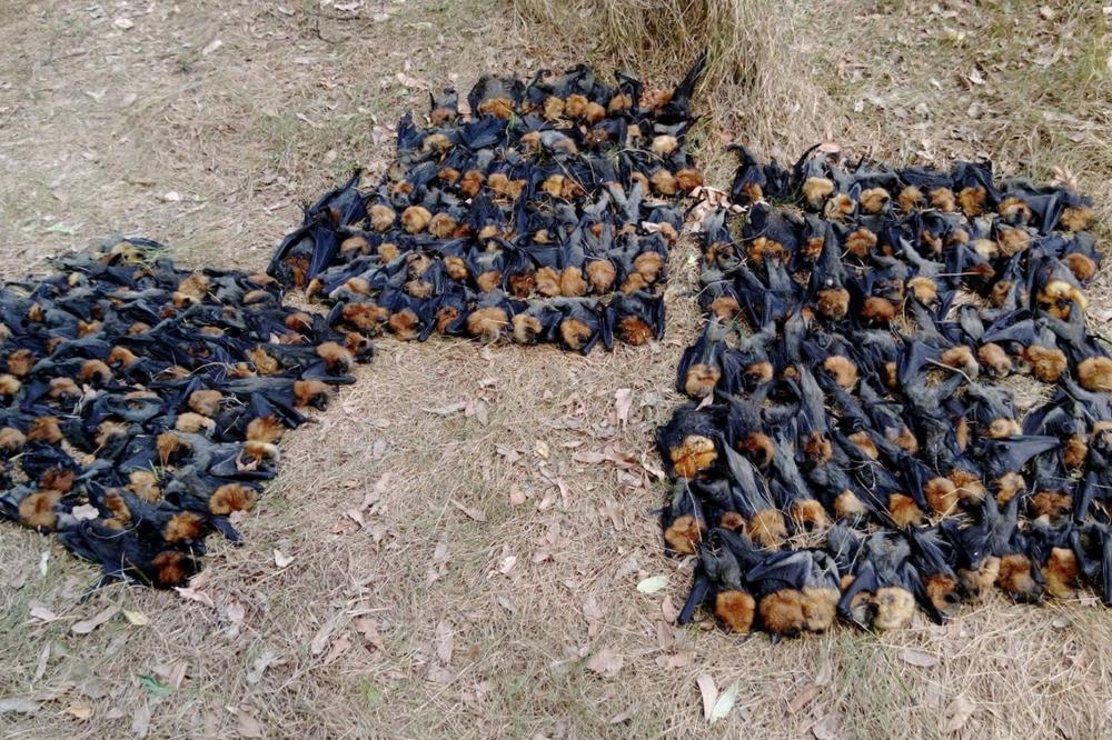 (FOTO) PAKLENE TEMPERATURE UZIMAJU DANAK: U Australiji slepi miševi padaju sa drveća od vrućine, ima ih na hiljade