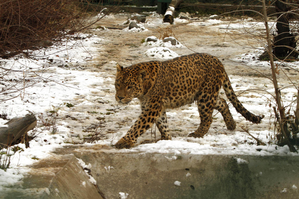 HOROR U INDIJI: Leopardi rastrgli troje dece!