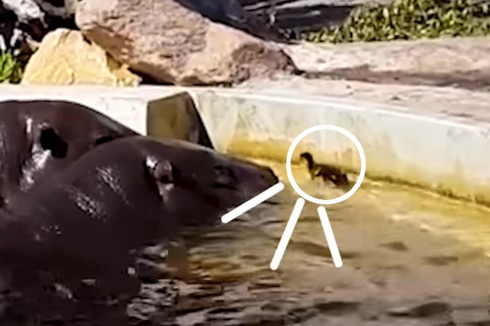 (VIDEO) NEVEROVATAN SNIMAK IZ ZOO-VRTA: Pače nije moglo da izađe iz bazena, a onda je stigla pomoć divova!