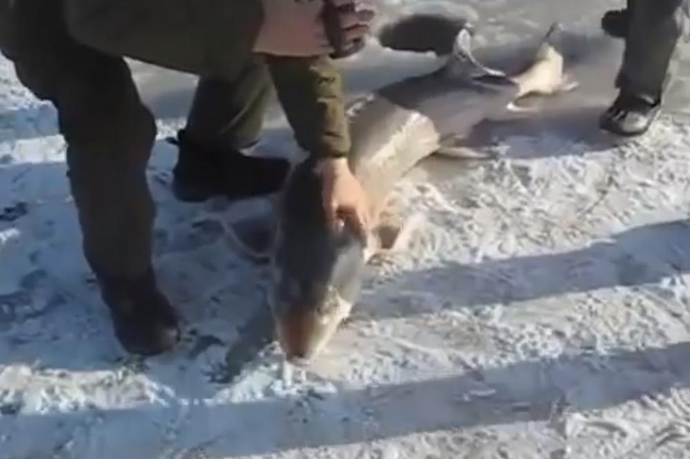 (VIDEO) GRDOSIJA POD LEDOM: Svi se zabezeknuli kad su izvukli ribu džina!
