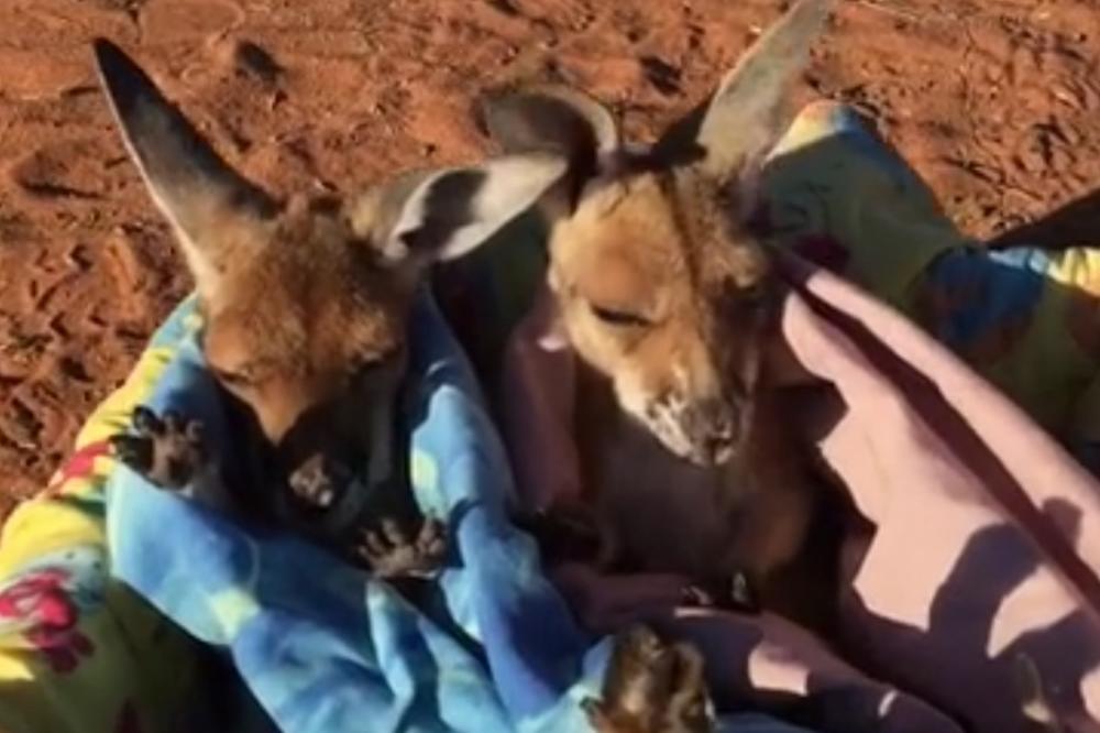 (VIDEO) KAD NEMA MAMINE TORBE, DOBRA JE I OVA: Sigurno niste videli kako spavaju kengurčići!