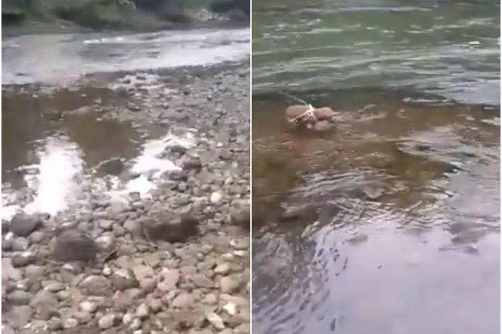 (VIDEO) STRAVIČAN PRIZOR U RECI VRBAS: Banjalučanin je video da se nešto miče u vodi, a kada je video šta je, prenerazio se