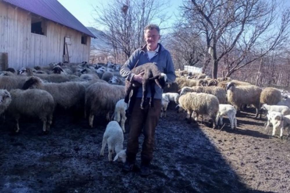 (FOTO) NAJOBRAZOVANIJI ČOBANIN U CRNOJ GORI: Sa diplomom mašinstva, Zlatko živi od ovčarstva