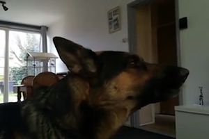 (VIDEO) AUUU! Kada čuje sirenu, ovaj pas ne prestaje da zavija!