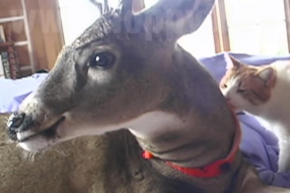 (VIDEO) LJUBAV BEZ GRANICA! Kako se samo vole jelen i mačka!