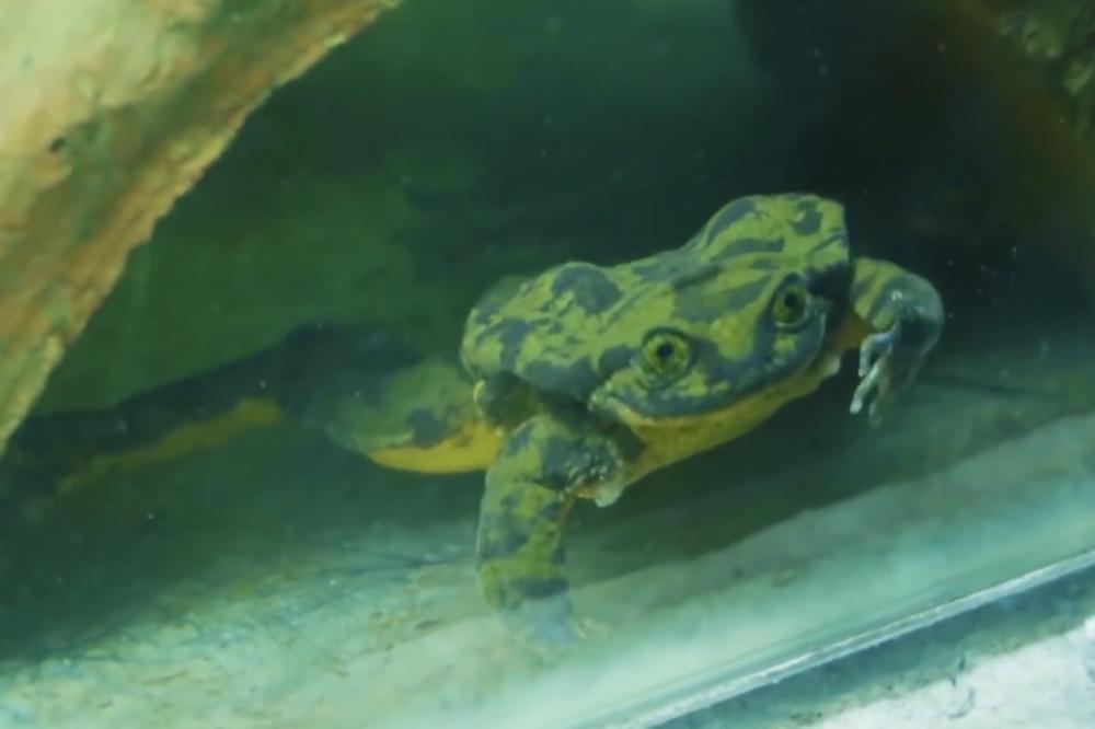 (VIDEO) NAJHITNIJI LJUBAVNI OGLAS NA SVETU: Ako ovaj žabac po imenu Romeo hitno ne nađe svoju Juliju, nestaće čitava vrsta!