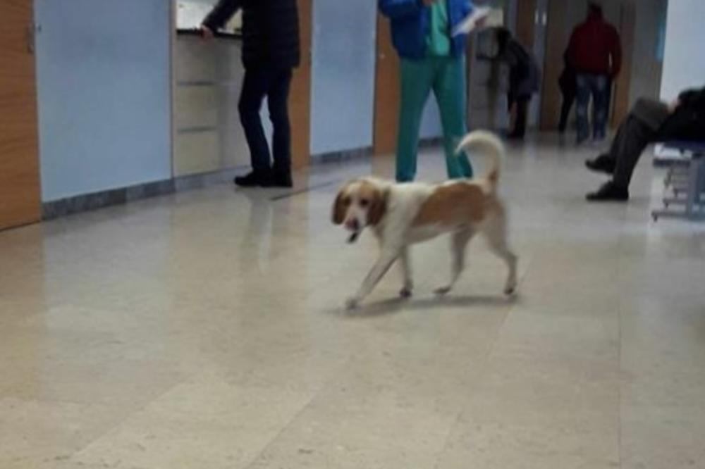 (FOTO) MOŽDA IMA ZAKAZANO: Podgoričani slikali psa kako se šeta Kliničkim centrom, a onda su usledili urnebesni komentari na Fejsbuku