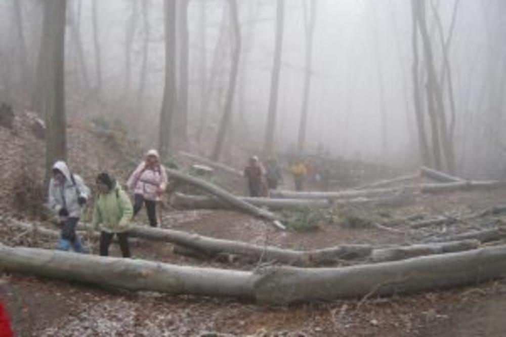 PLANINARI POZIVAJU NA AKCIJU: Poslednji je trenutak da se zaustavi seča šume, ili ćemo imati Frušku goru bez drveća