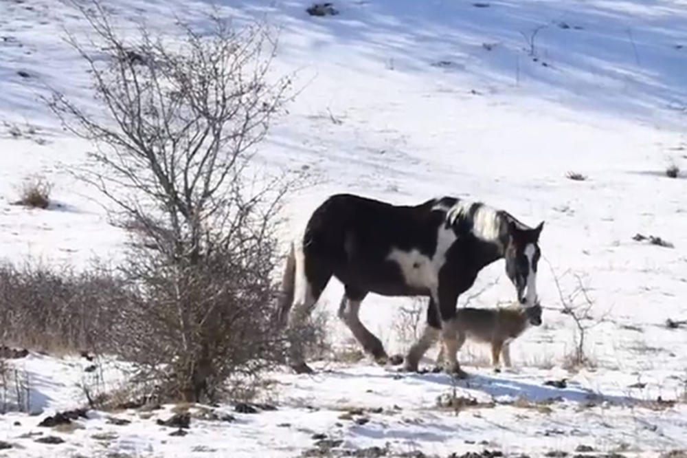 (VIDEO) ILI JE ON LUD ILI SU ONI POSTALI VEGANI! Konj upao u čopor vukova, a njihova reakcija je zbunila sve