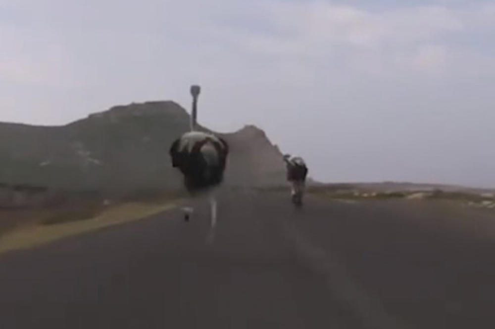 (VIDEO) OVO NI U CRTANOM FILMU NISTE VIDELI: Ptica trkačica juri bicikliste neverovatnom brzinom