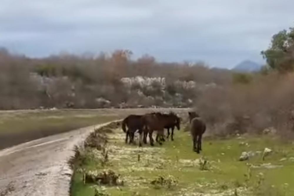 (VIDEO) PRAVE PROBLEME MEŠTANIMA: Divlji konji uništavaju useve trebinjske regije!