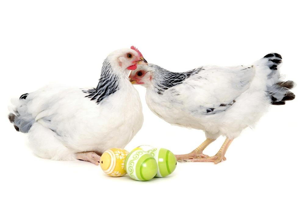 NAUČNICI REŠILI VEČITU DILEMU: Evo šta je starije, kokoška ili jaje!