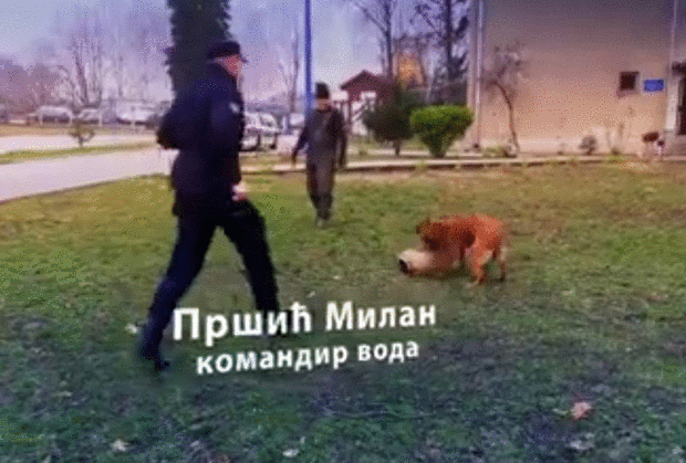 (VIDEO) UPOZNAJTE ANU I NIKU: Od njihovih čeljusti drhte kriminalci! Ovako se treniraju službeni psi MUP Srbije