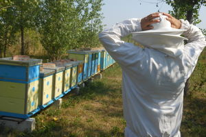 (FOTO) PČELARSKA MAFIJA HARA SRBIJOM: Pčelaru iz Kikinde pokrali pčele iz 14 košnica
