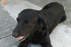 (FOTO) SVAKOG JUTRA PO NJEMU SAT MOŽEŠ DA NAVIJEŠ: Ovo je Maks, pas iz Kragujevca koji ne voli vozove, a evo i zašto!