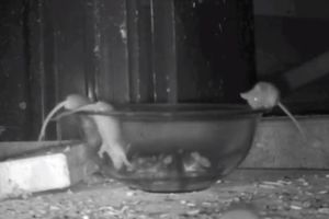 (VIDEO) BOLJE OD MIŠOLOVKE! 7 miševa uhvatio za noć uz pomoć JEDNOG sastojka!