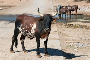 TURISTIČKA SEZONA SAMO ŠTO NIJE POČELA, A ONI NE MOGU DA SKLONE STOKU S PUTEVA: Ulcinj i dalje muku muči sa kravama po gradskim ulicama