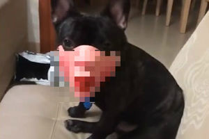 NE ZNA SE DA LI JE VIŠE SMEŠNO ILI JEZIVO: Vlasnik je stavio svom psu OVO na lice, a internet je eksplodirao! (VIDEO)
