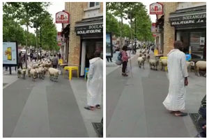NEOBIČNA SLIKA IZ PARIZA: Pastiri izvode ovce na ulice, a kažu da za to imaju veoma dobar razlog! (VIDEO)
