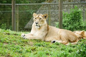 PANIKA U BRISELU: Usmrćena lavica koja je pobegla iz kaveza u zoo vrtu