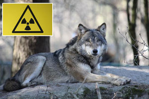 RADIOAKTIVNE ZVERI UGROŽAVAJU PLANETU: Naučnici se sa pravom pribojavaju vukova iz Černobila (VIDEO)