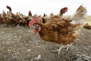EVROPSKA PRAVILA PROPAST ZA UZGAJIVAČE ŽIVINE: Samo 25 posto farmi može da kokoškama obezbedi bolje uslove gajenja