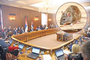 MINISTRI U PANICI! NEMANJINA 11 DOBILA GLODARE ZA SUSTANARE: Vlada puna miševa, po hodnicima mišolovke i otrovi!