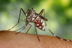 OPREZ: Komarci zaraženi VIRUSOM ZAPADNOG NILA na tri lokacije u Pančevu