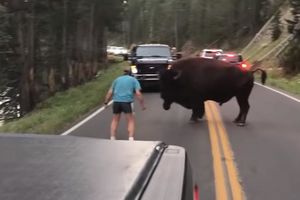 ULIČNA KORIDA UMALO DA GA KOŠTA GLAVE: Amerikanac nasred puta izazvao bizona (VIDEO)