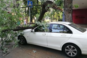ČITAOCI KURIRA JAVLJAJU: Kakva šteta, kakav peh... Drvo palo pravo na auto u Omladinskih brigada (FOTO)