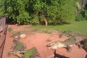 KROKODIL KANIBAL: Od besa i gladi otkinuo i pojeo nogu drugog krokodila! OVO SE NE VIĐA ČESTO (VIDEO)