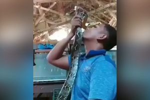 PA DEČKO, DA LI SI NORMALAN?! Opušteno ljubio zmiju, a ona ga ščepala za glavu! (VIDEO)