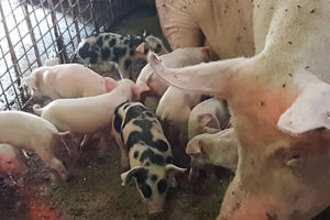 CVETINIH 17 PRASIĆA PREŽIVELO, ALI KAKO ĆE SAD DA SISAJU? Nove muke krmače koja je oborila ovogodišnji rekord (FOTO)